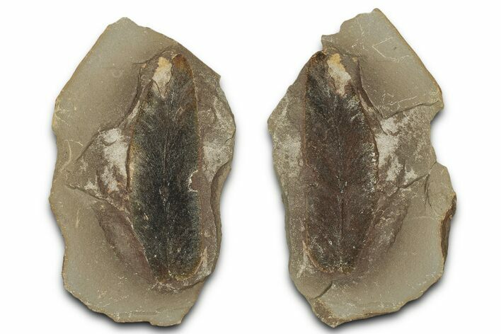 Macroneuropteris Fern Fossil Pos/Neg - Mazon Creek #325908